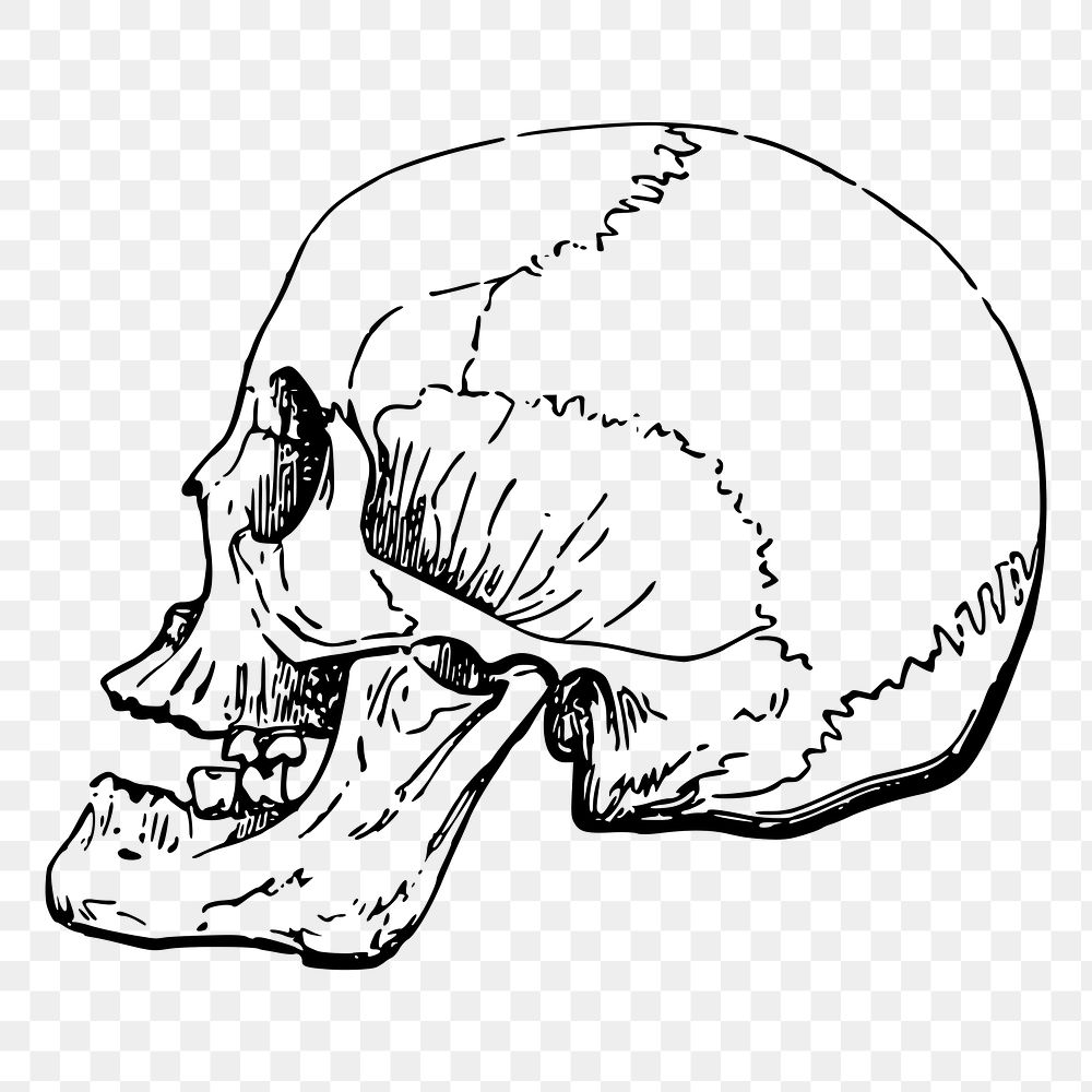 Human skull png sticker illustration, transparent background. Free public domain CC0 image.