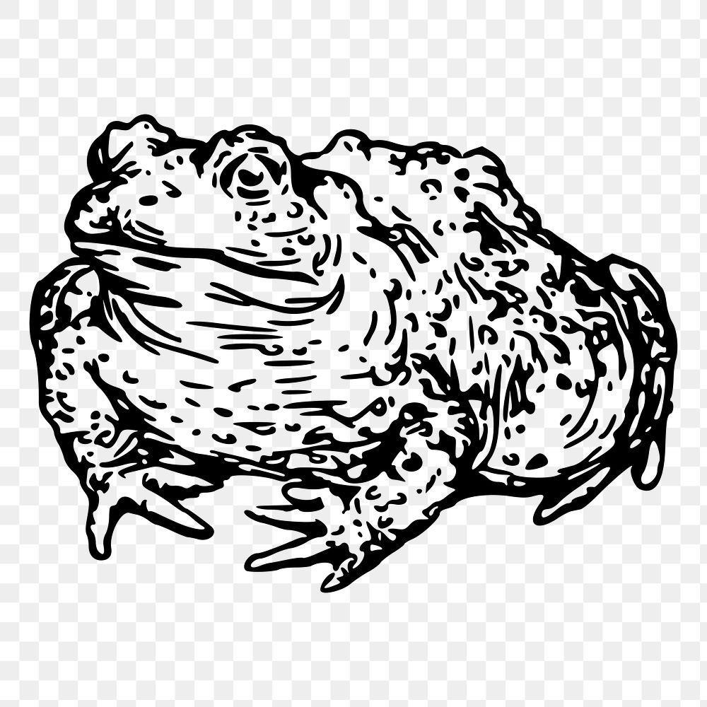 Warty toad png sticker illustration, transparent background. Free public domain CC0 image.