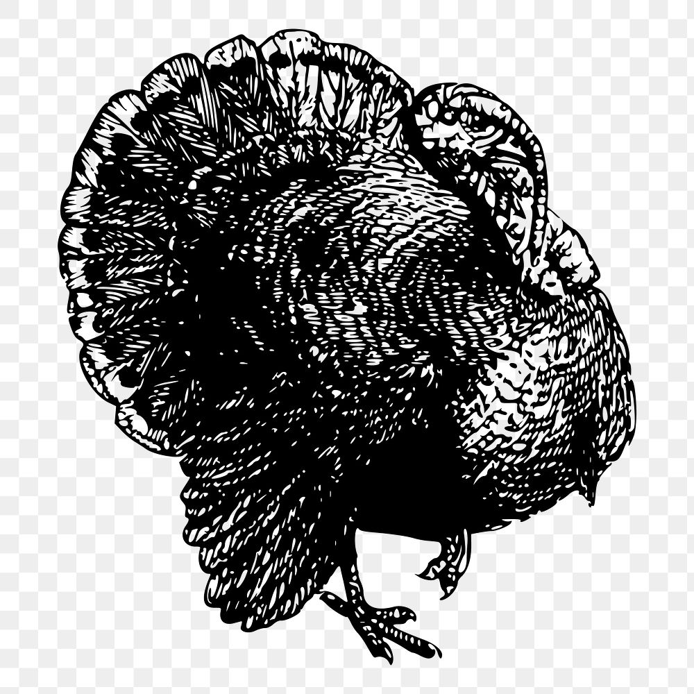 Turkey bird png sticker illustration, transparent background. Free public domain CC0 image.