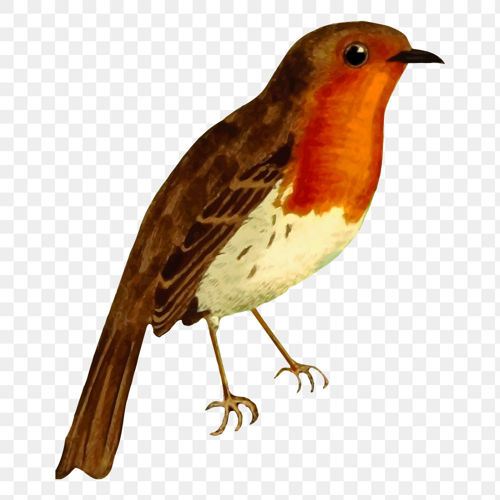 European robin bird png sticker illustration, transparent background. Free public domain CC0 image.