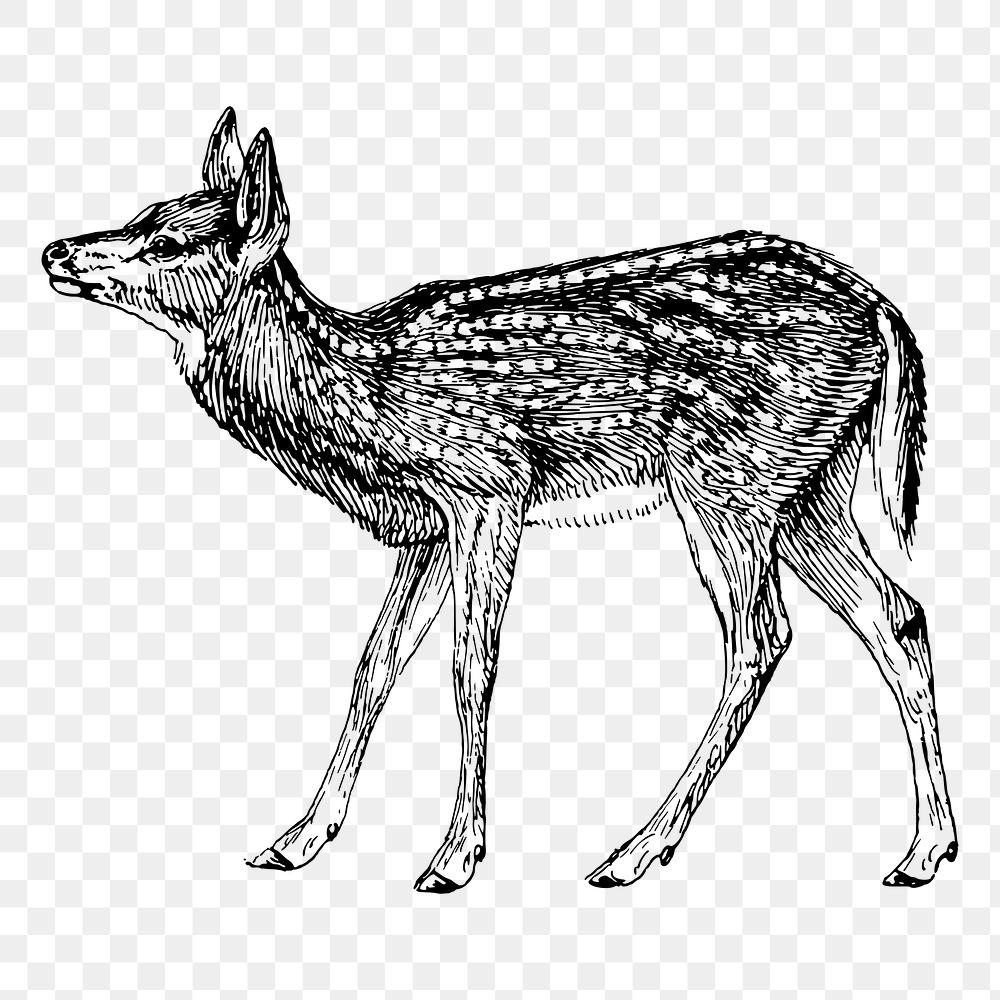 Deer fawn png sticker illustration, transparent background. Free public domain CC0 image.