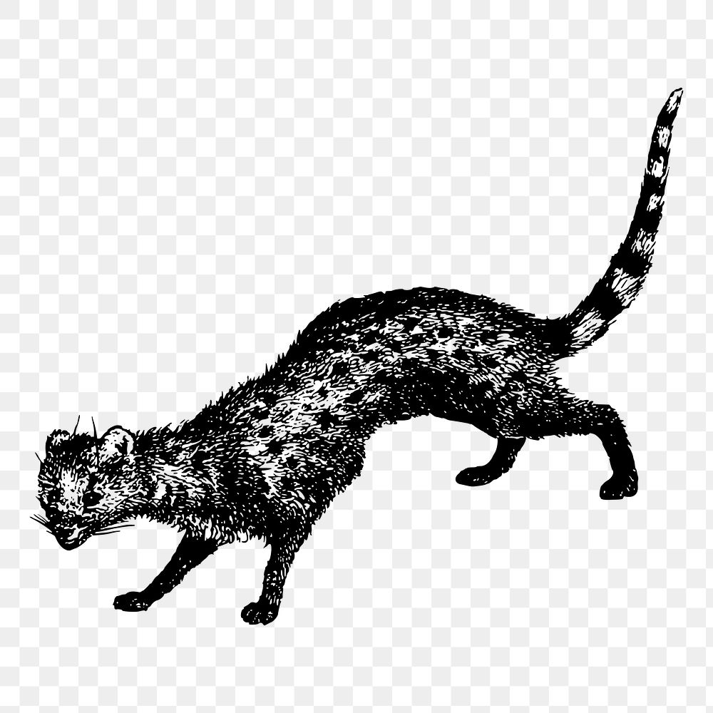 Civet animal png sticker illustration, transparent background. Free public domain CC0 image.