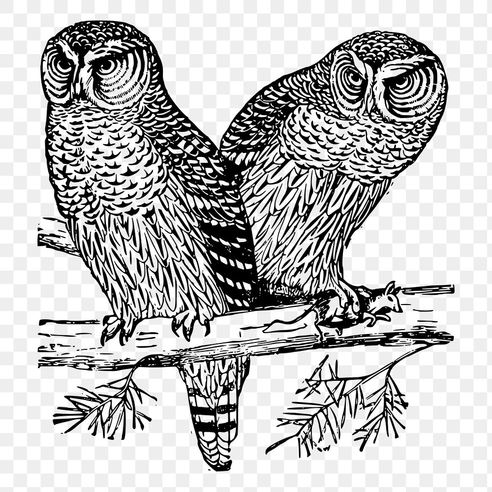 Two owls png sticker illustration, transparent background. Free public domain CC0 image.