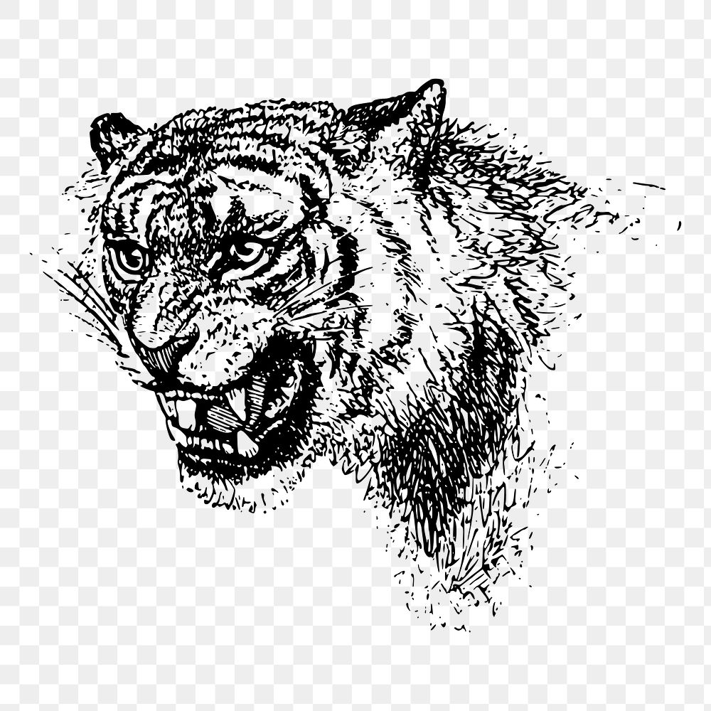 Roaring tiger png sticker illustration, transparent background. Free public domain CC0 image.