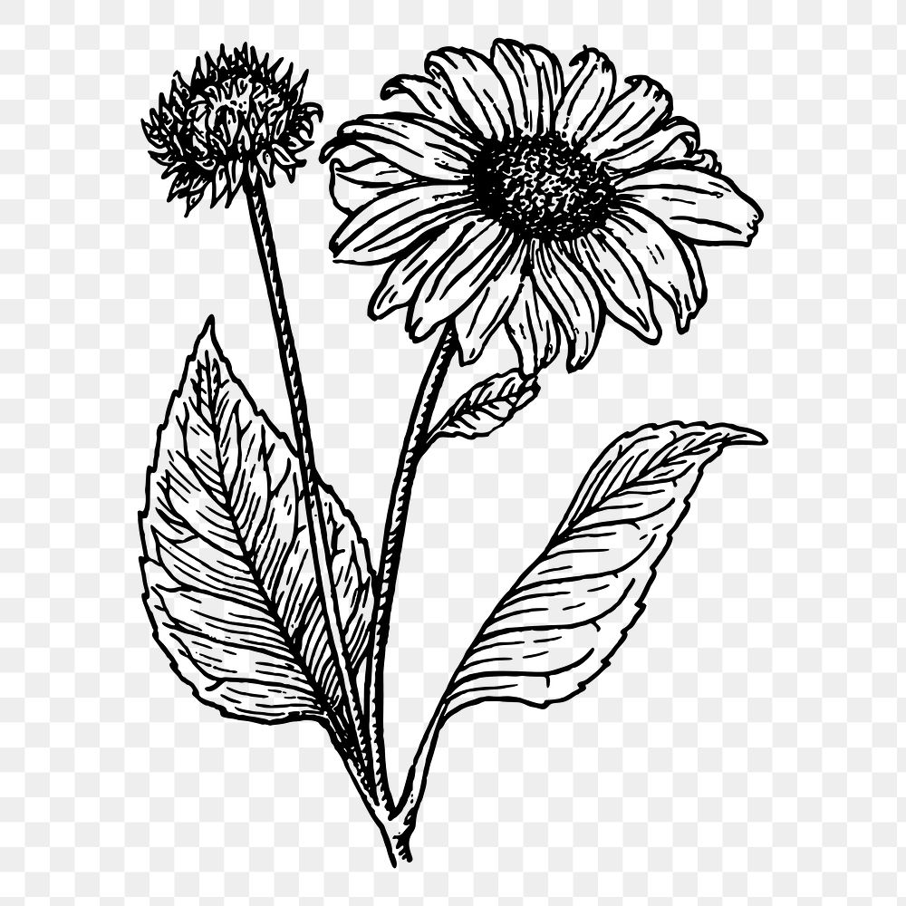 Sunflower png sticker illustration, transparent background. Free public domain CC0 image.