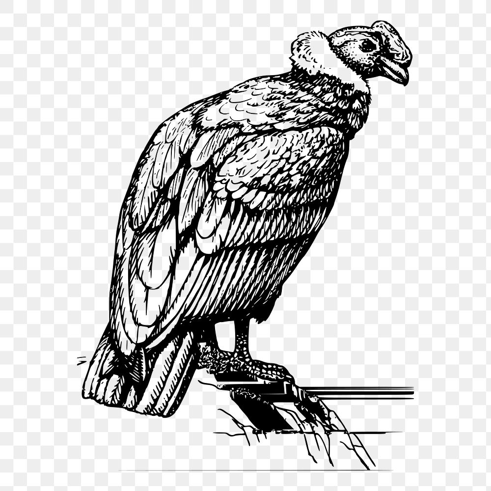 Condor bird png sticker illustration, transparent background. Free public domain CC0 image.