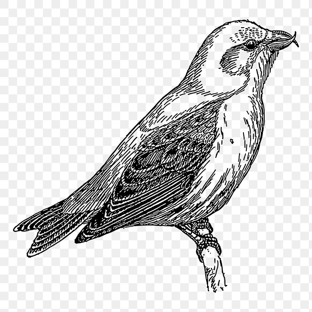 Crossbill bird png sticker illustration, transparent background. Free public domain CC0 image.
