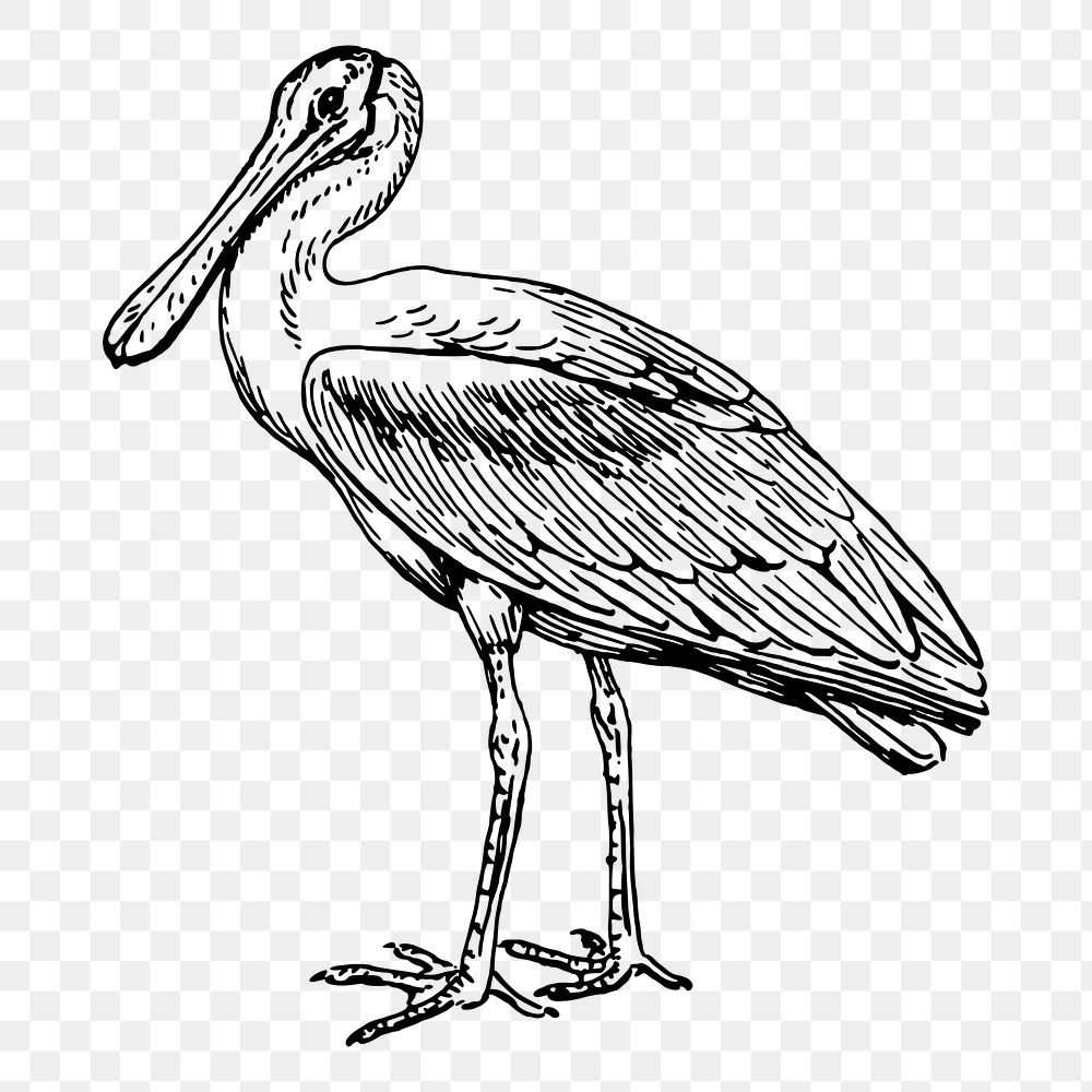 Spoonbill png sticker illustration, transparent background. Free public domain CC0 image.