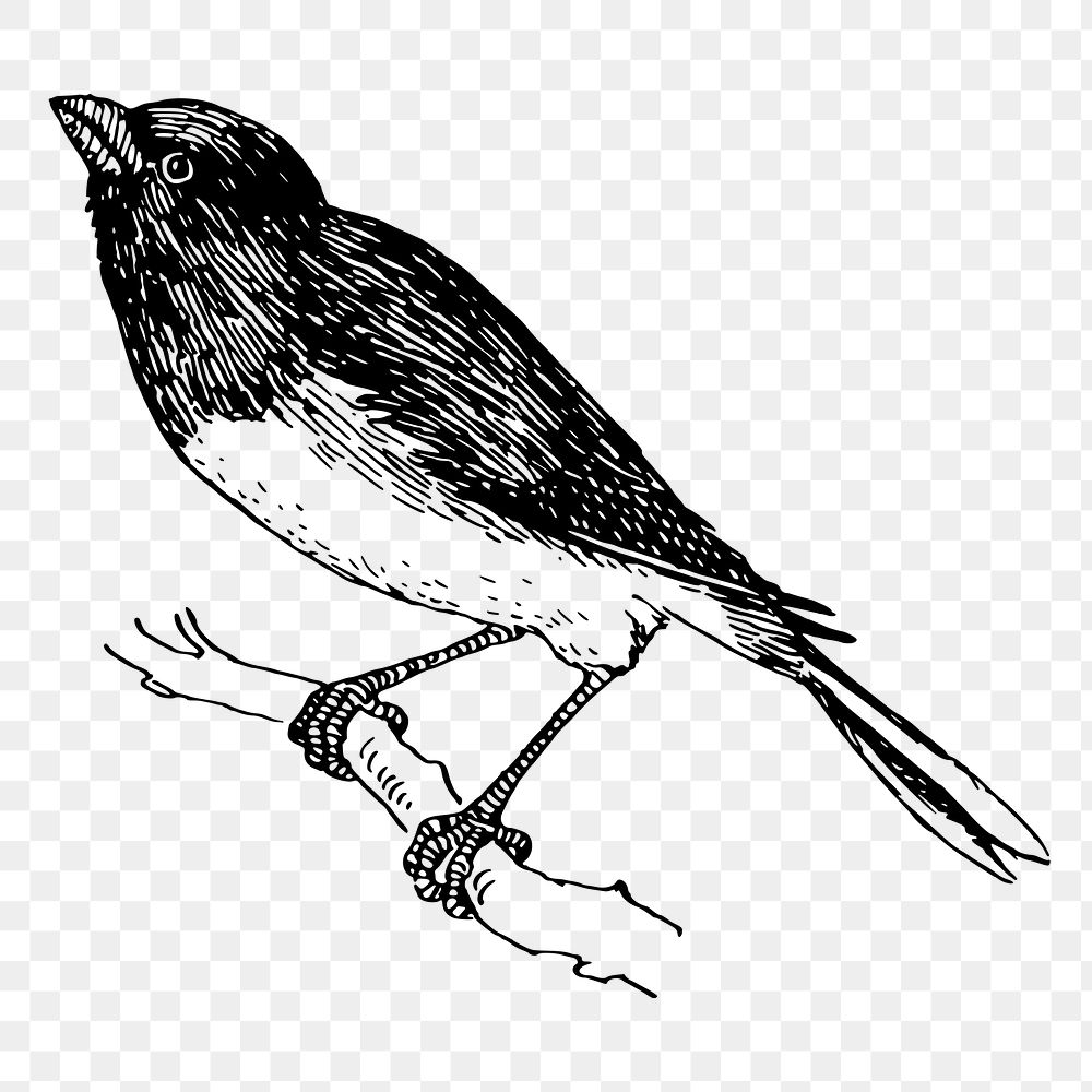 Snowbird png sticker illustration, transparent background. Free public domain CC0 image.