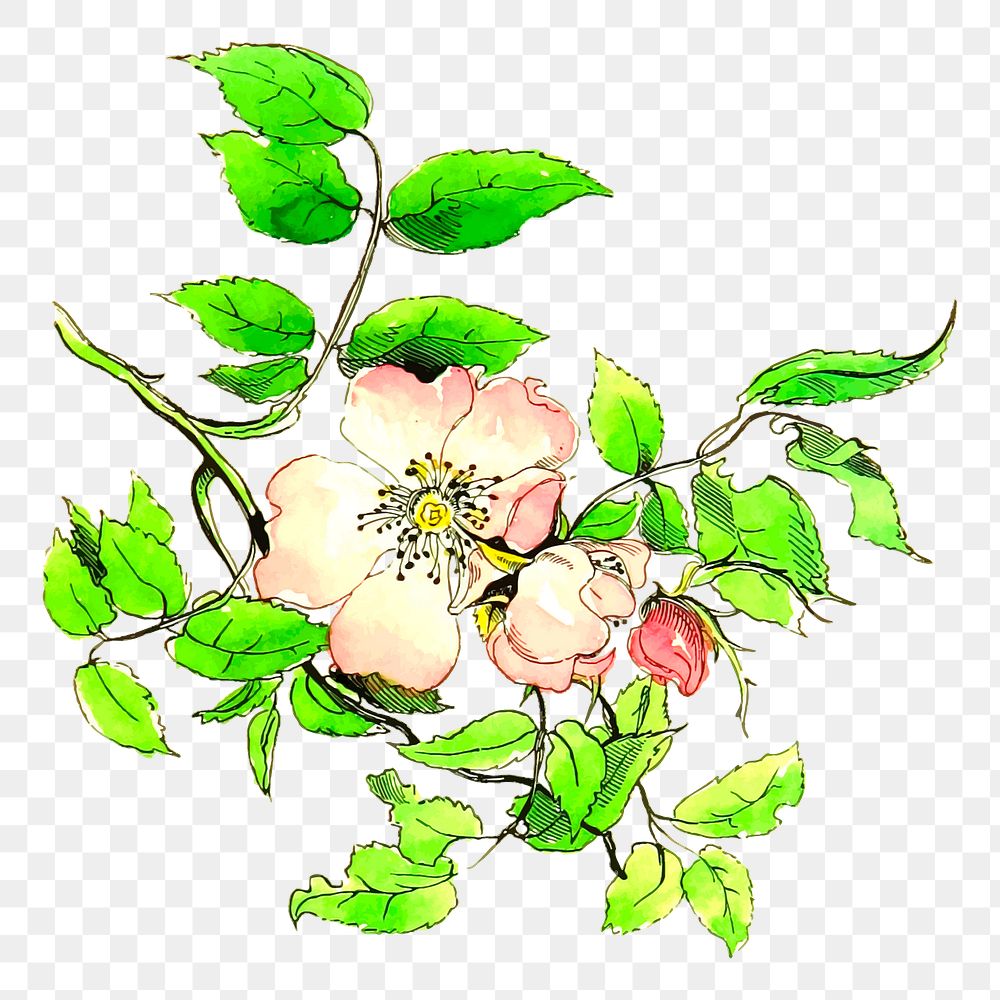 Flower png sticker illustration, transparent background. Free public domain CC0 image.