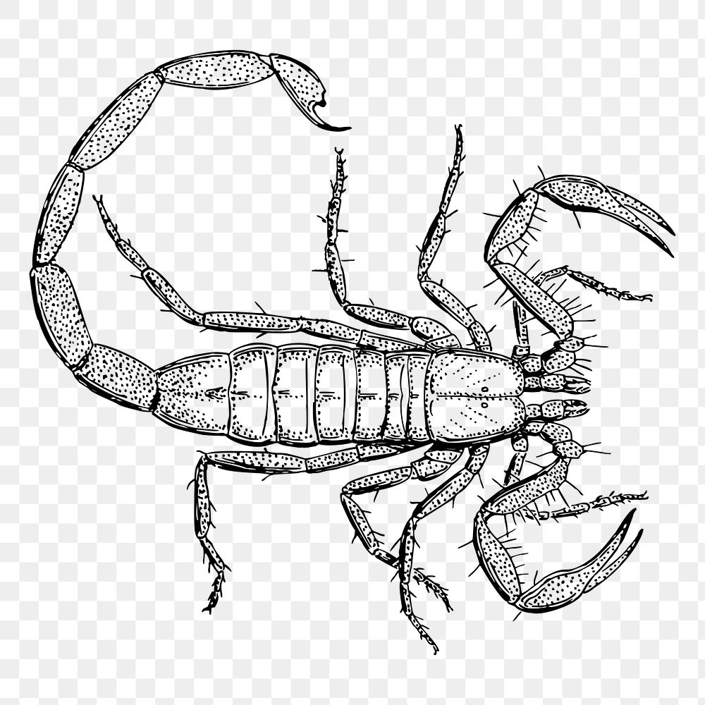 Scorpion png sticker illustration, transparent background. Free public domain CC0 image.