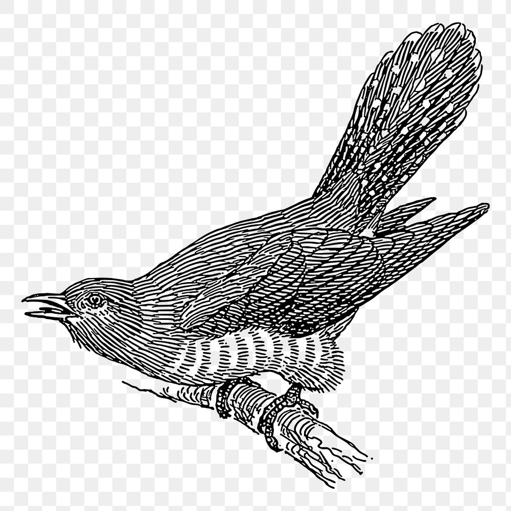 Cuckoo bird png sticker, vintage illustration, transparent background. Free public domain CC0 image.