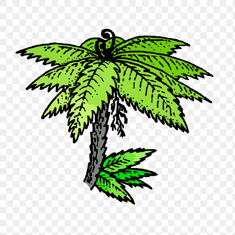Tree fern png sticker, vintage illustration, transparent background. Free public domain CC0 image.