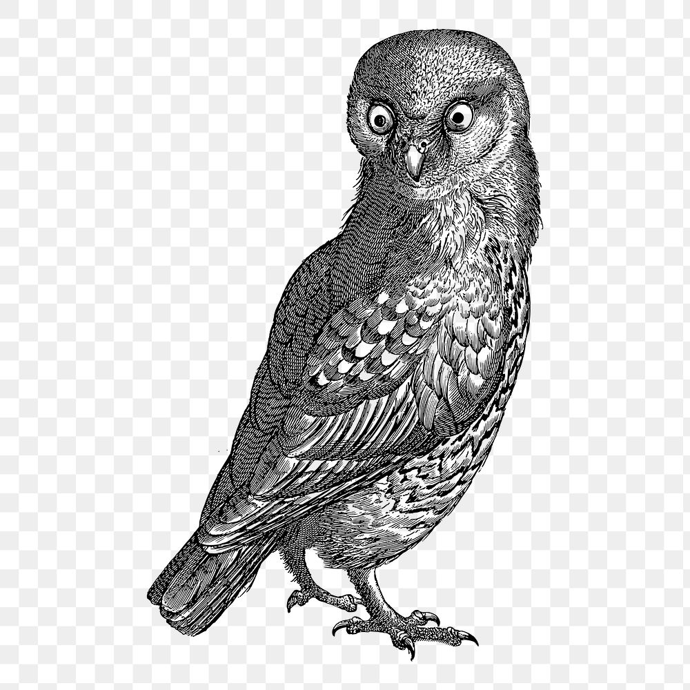 Owl png sticker, vintage illustration, transparent background. Free public domain CC0 image.