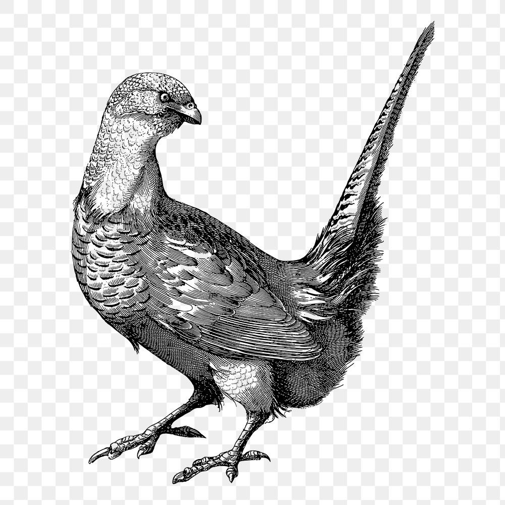 Pheasant bird png sticker, vintage illustration, transparent background. 
