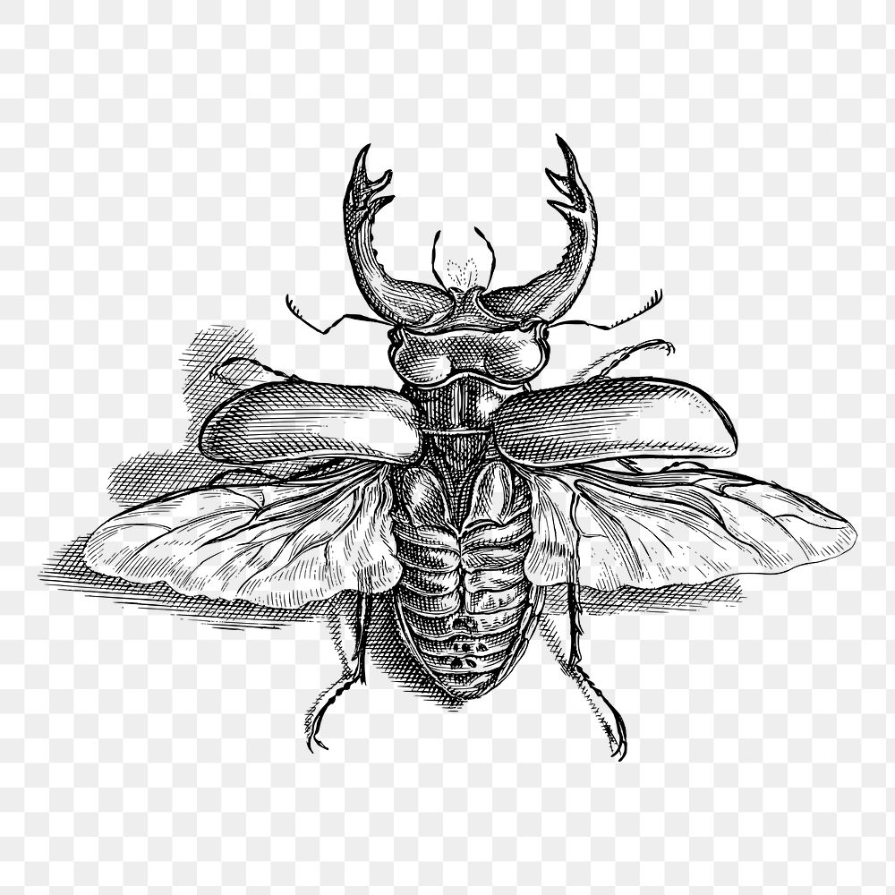 Beetle png sticker, vintage illustration, transparent background. Free public domain CC0 image.