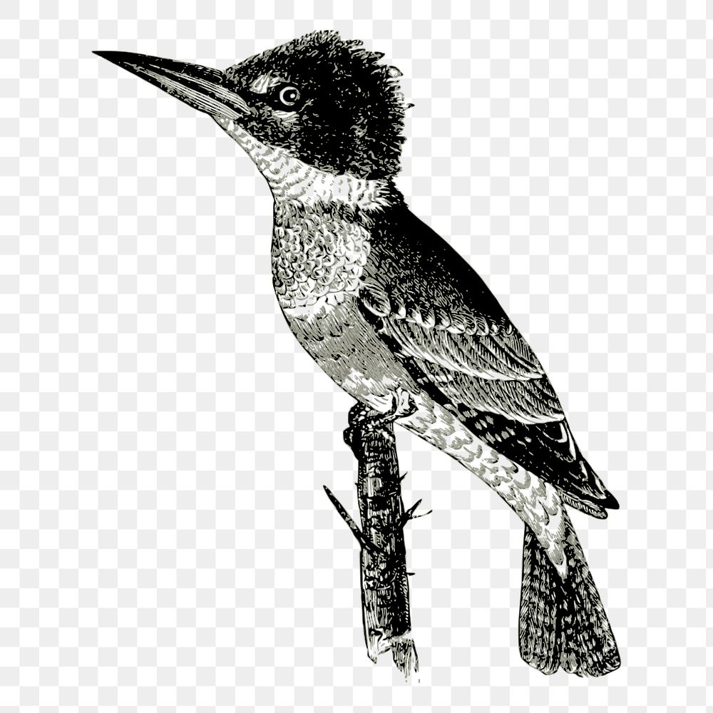 Kingfisher bird png sticker, vintage illustration, transparent background. Free public domain CC0 image.