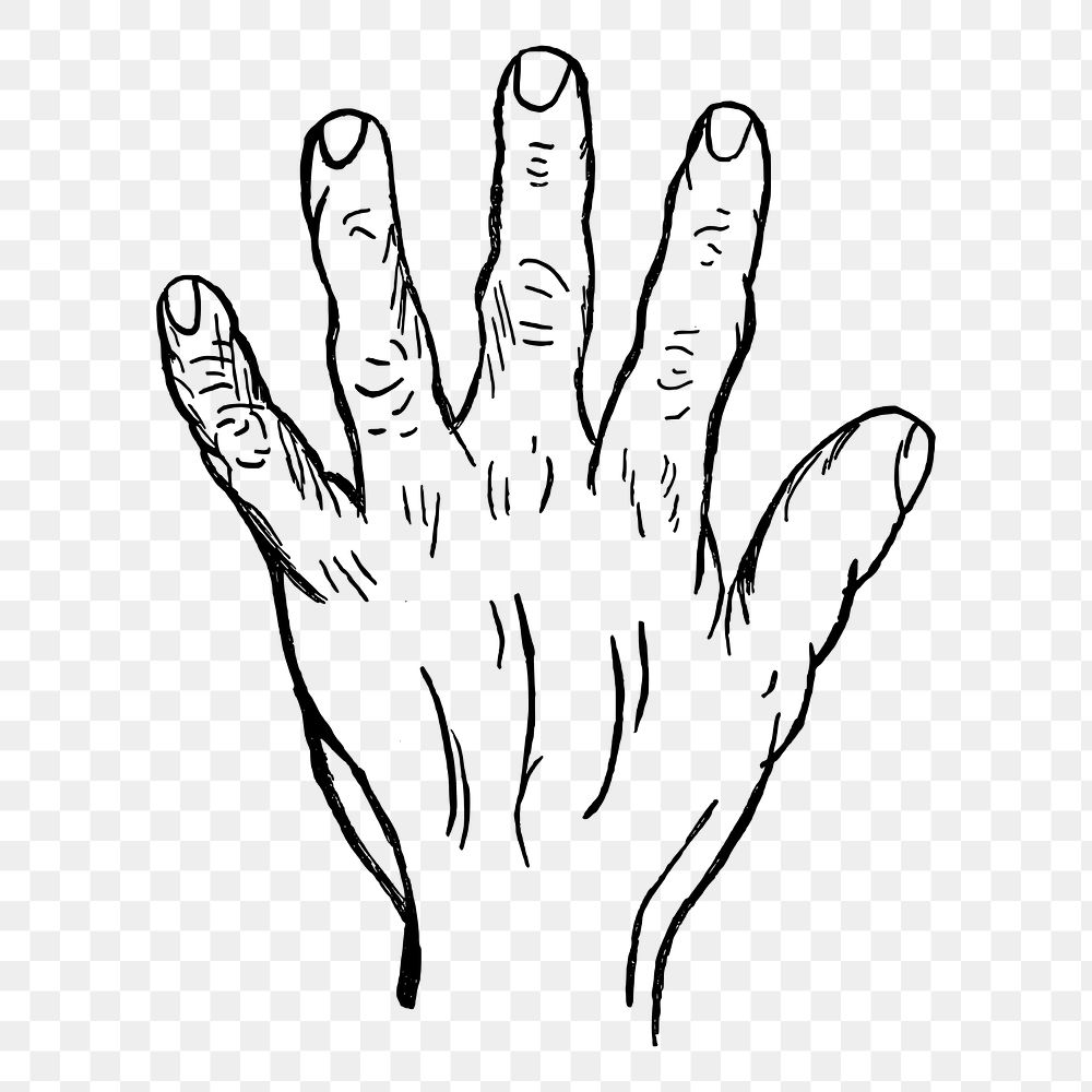 Back of hand png sticker, vintage illustration, transparent background. Free public domain CC0 image.