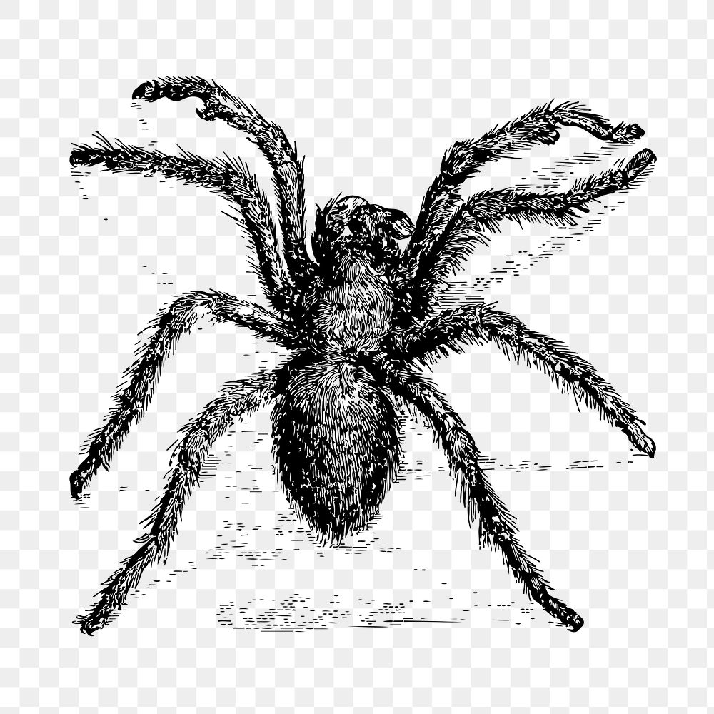  Tarantula, hairy spider png sticker, vintage illustration, transparent background. Free public domain CC0 image.