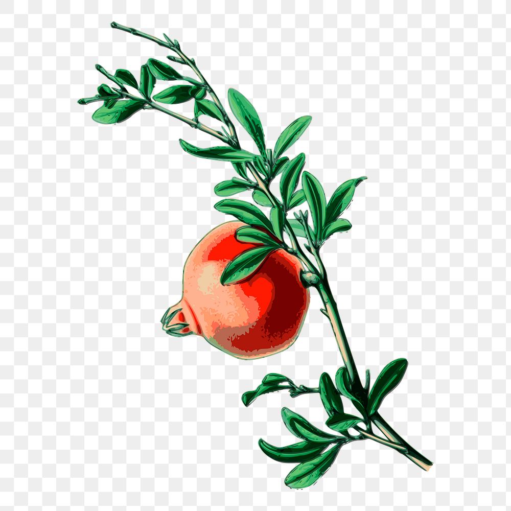 Pomegranate fruit png sticker, vintage illustration, transparent background. Free public domain CC0 image.