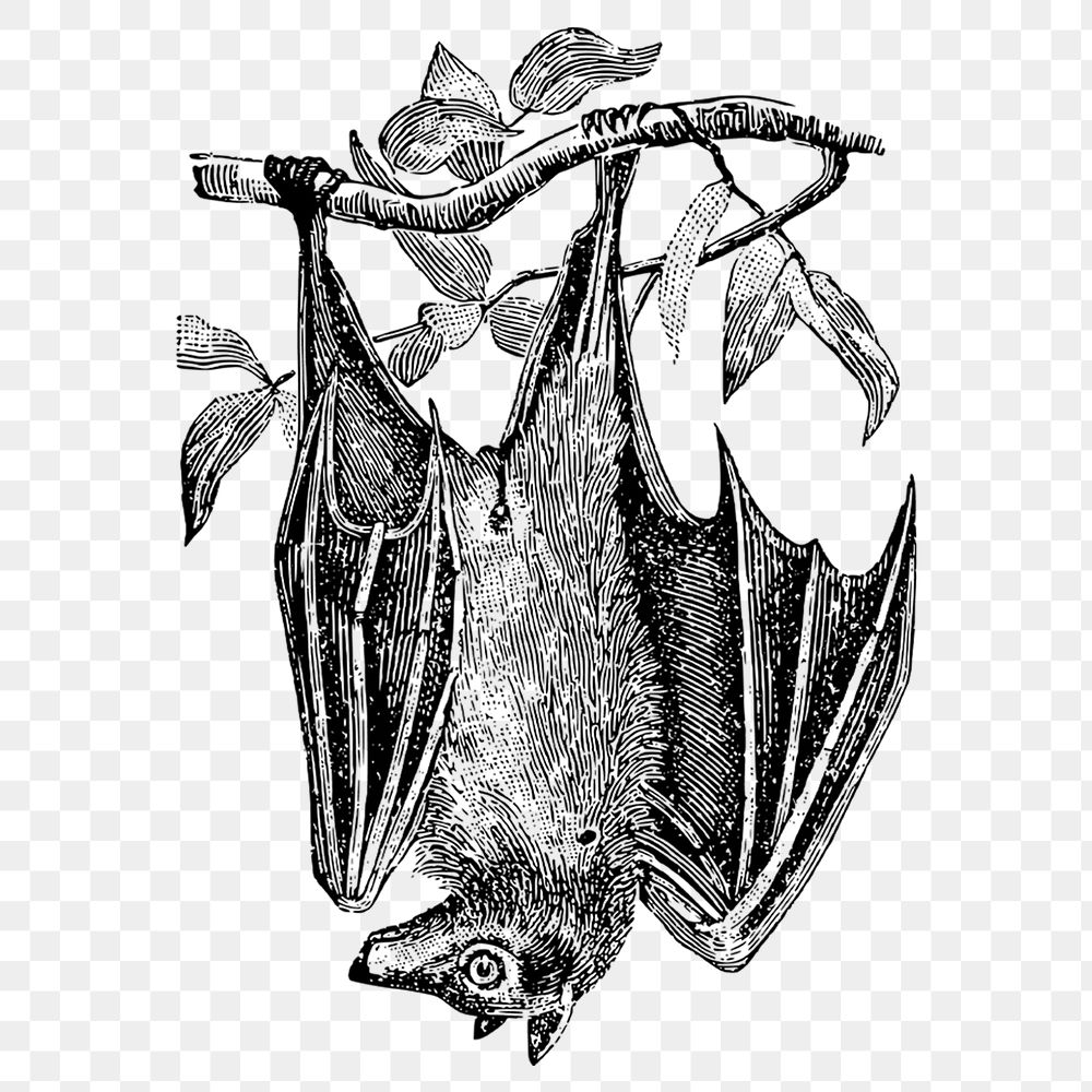 Hanging bat png sticker illustration, transparent background. Free public domain CC0 image.