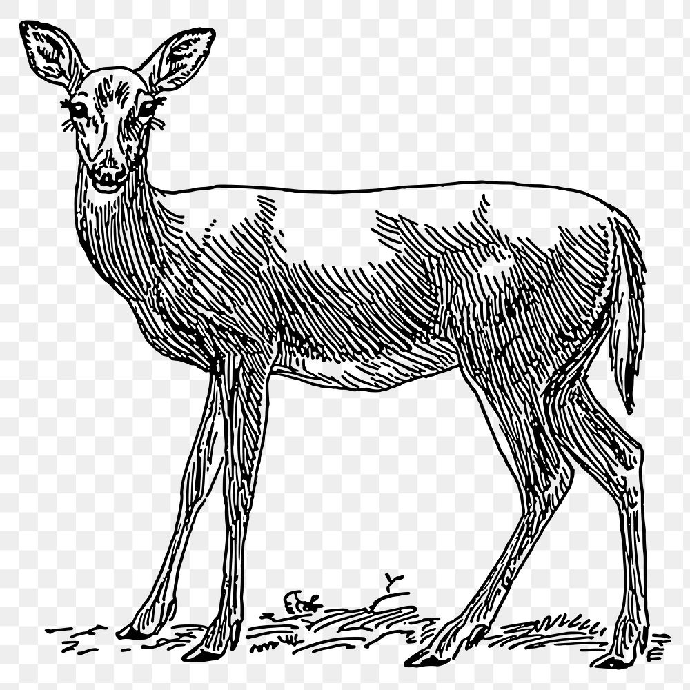 Deer png sticker illustration, transparent background. Free public domain CC0 image.