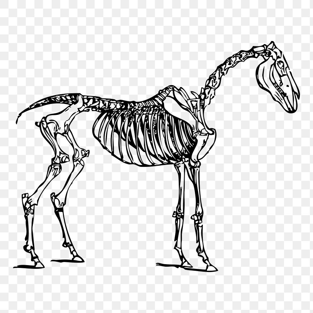 Horse bones png sticker illustration, transparent background. Free public domain CC0 image.