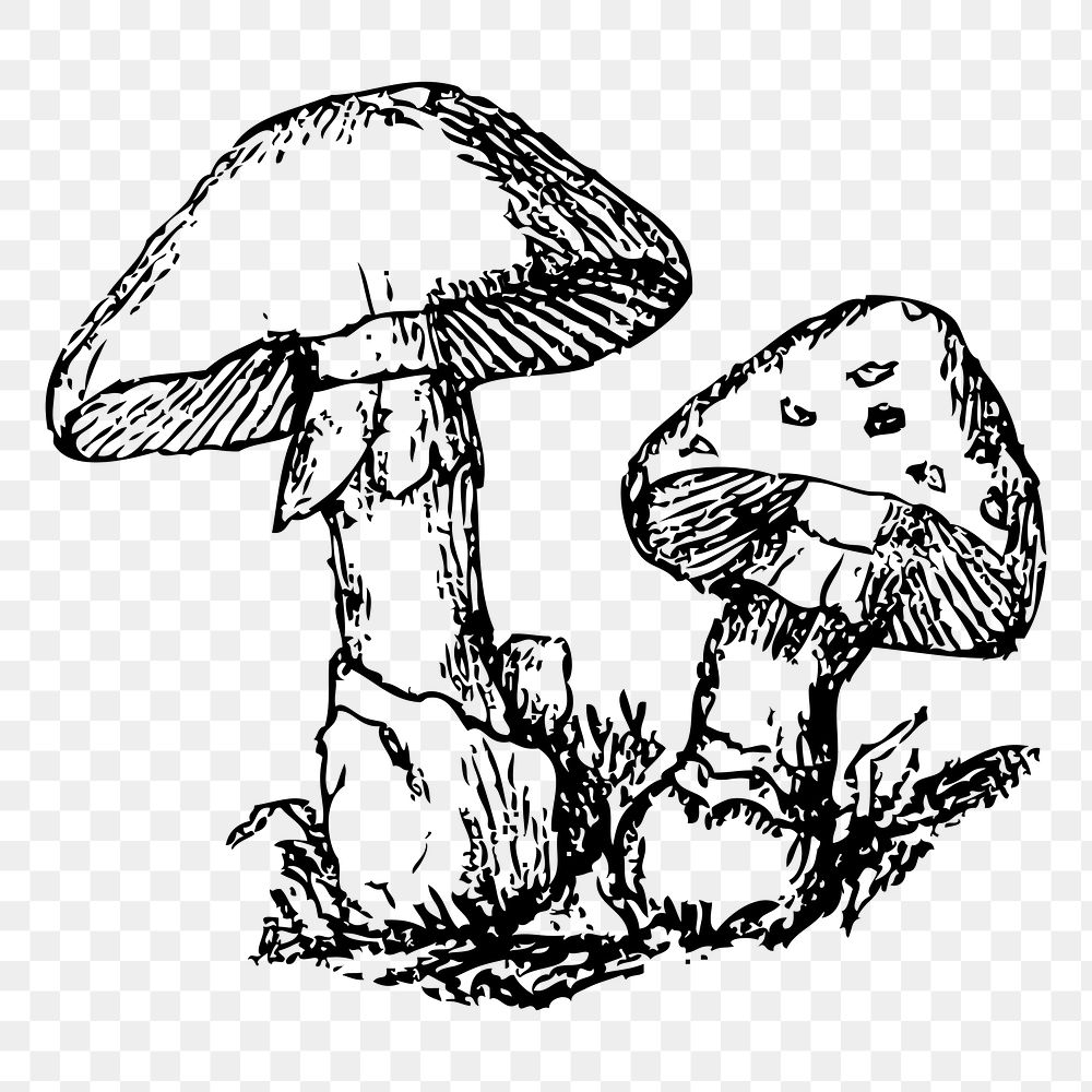 Mushroom png sticker illustration, transparent background. Free public domain CC0 image.