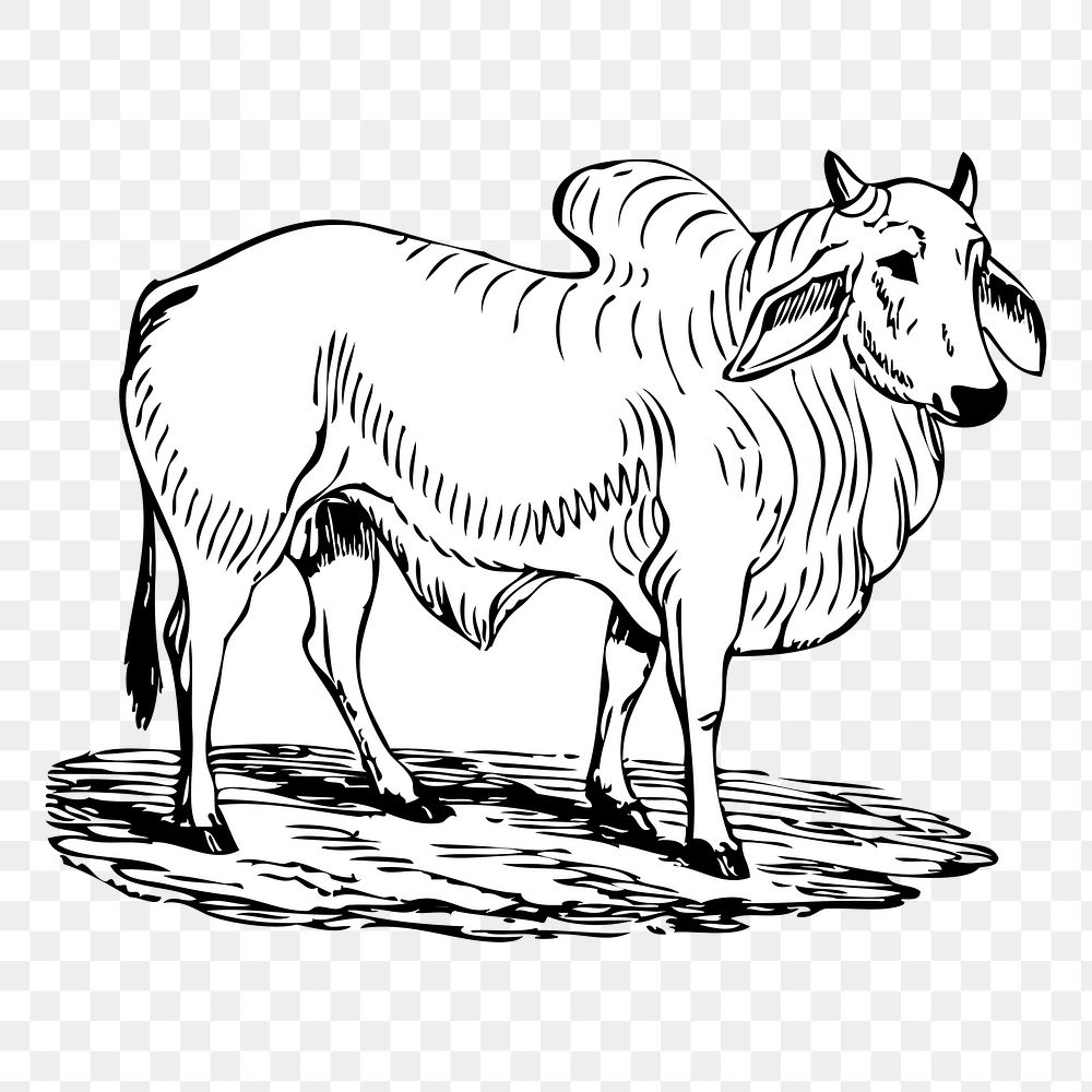 Brahman cow png sticker illustration, transparent background. Free public domain CC0 image.