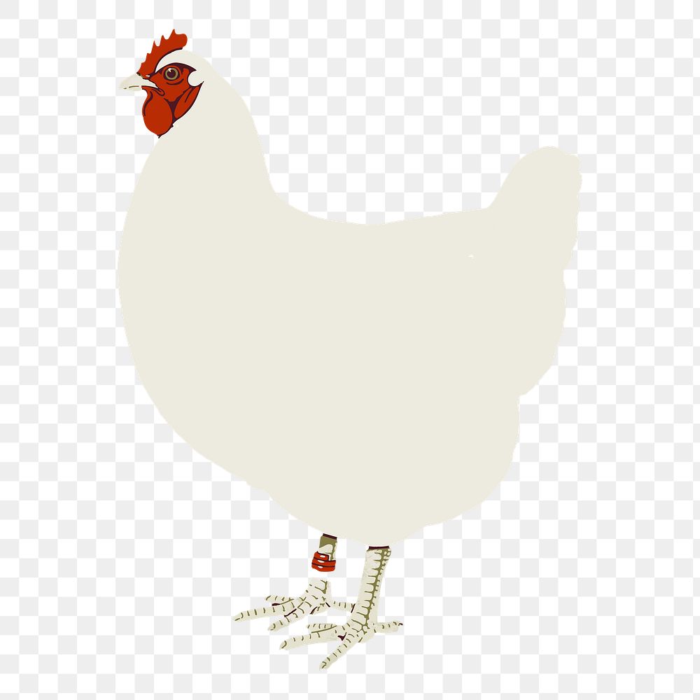 White chicken png sticker, animal illustration, transparent background. Free public domain CC0 image