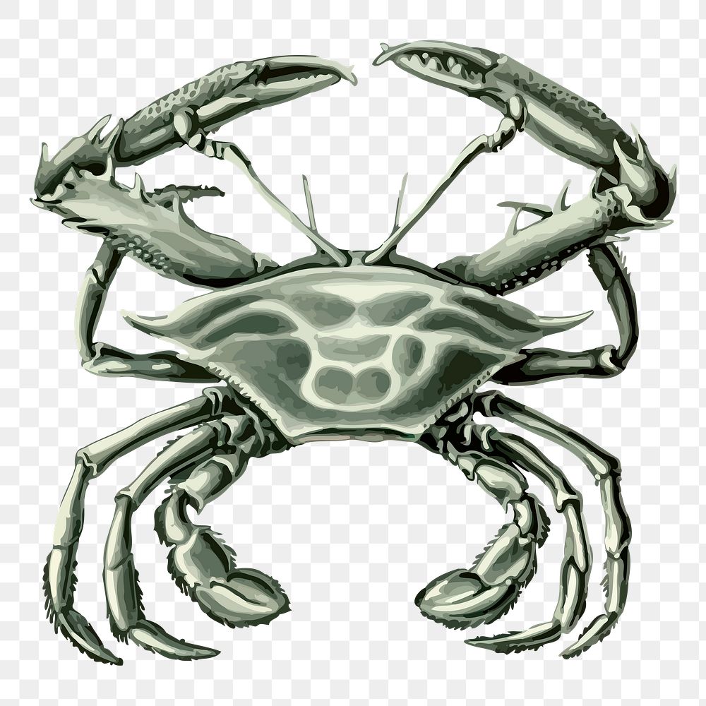 Crab png sticker, animal illustration, transparent background. Free public domain CC0 image