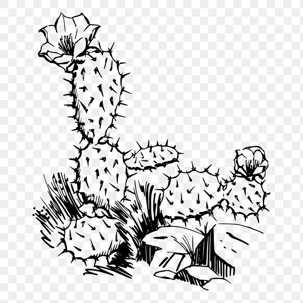 Cactus png sticker illustration, transparent background. Free public domain CC0 image