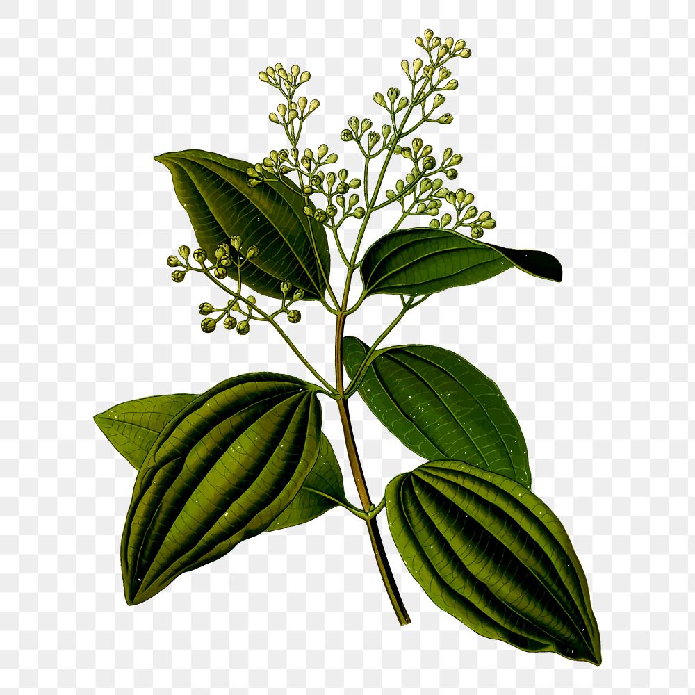 Cinnamon leaf png sticker, botanical illustration, transparent background. Free public domain CC0 image