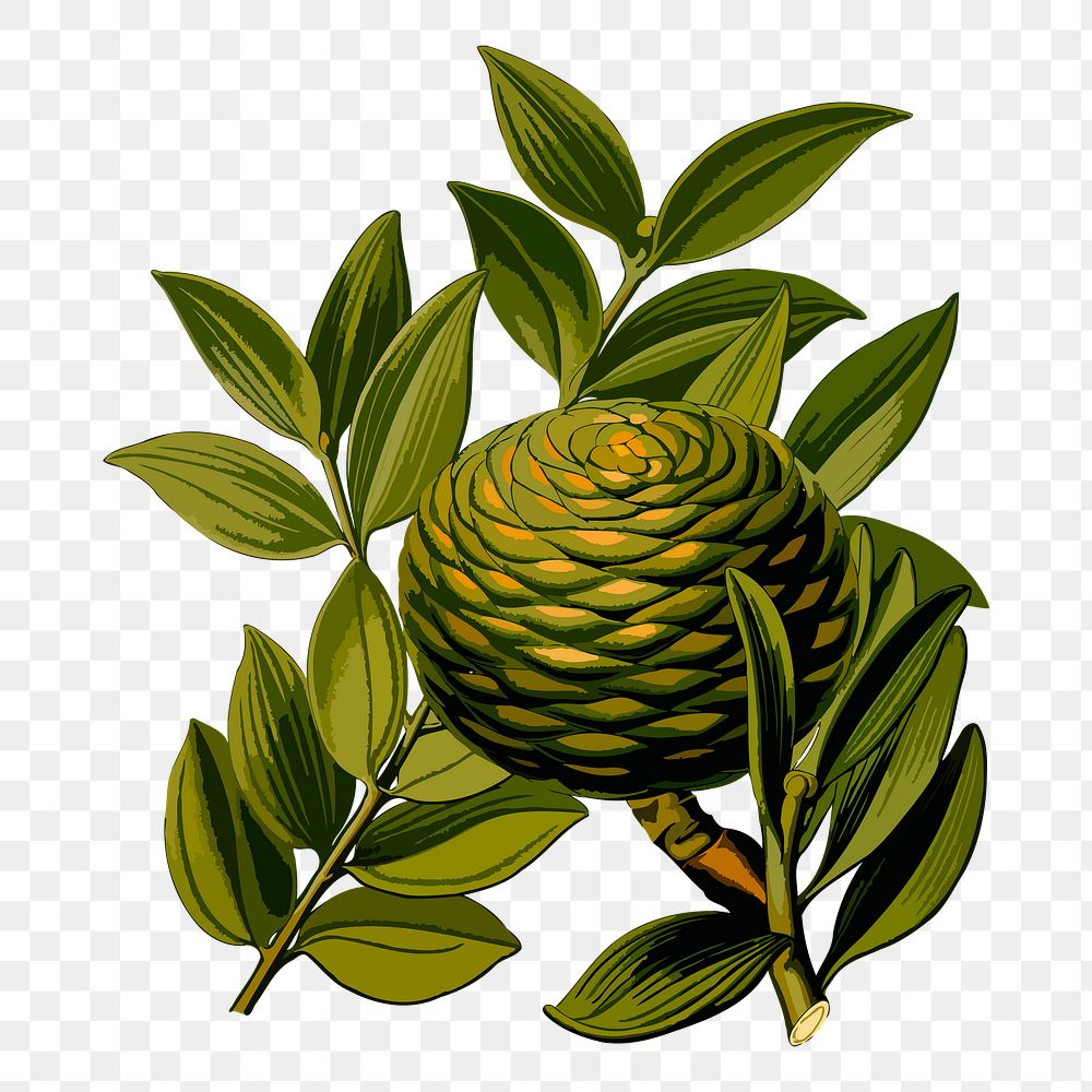 Amboina pine png sticker, botanical illustration, transparent background. Free public domain CC0 image