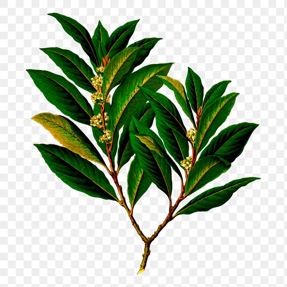 Leaf branch png sticker, botanical illustration, transparent background. Free public domain CC0 image