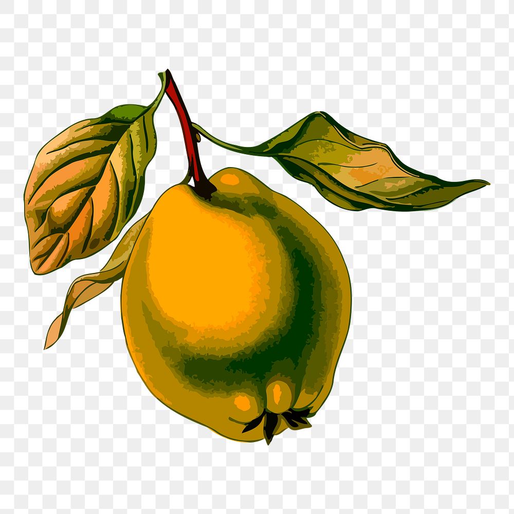 English pear png sticker, fruit illustration, transparent background. Free public domain CC0 image