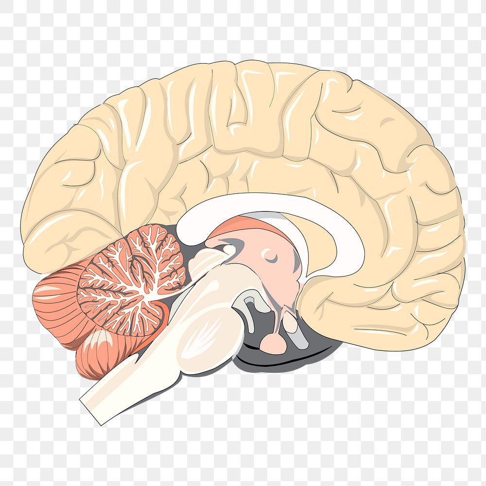 Brain png sticker illustration, transparent background. Free public domain CC0 image.