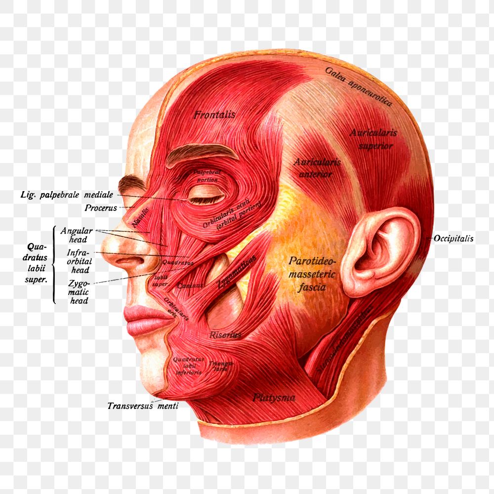 Head anatomy png sticker, transparent background. Free public domain CC0 image