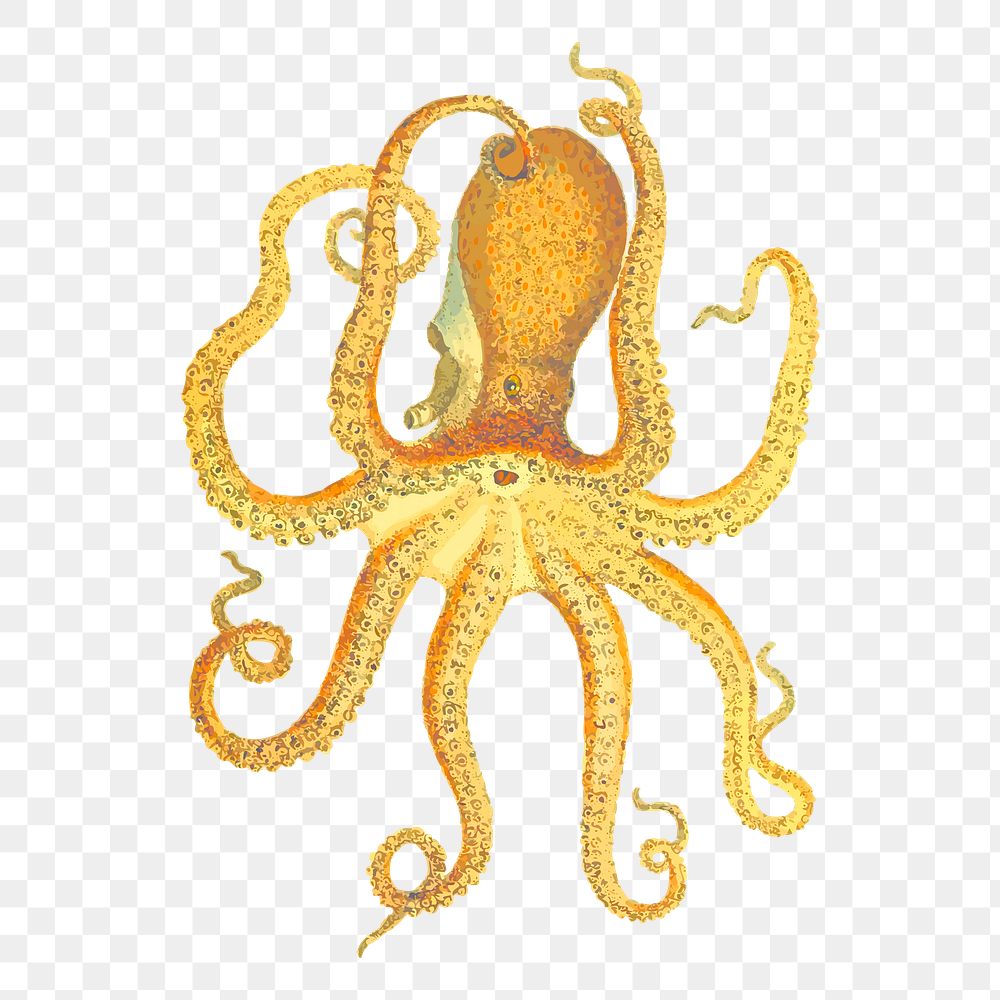 Octopus png sticker, animal illustration, transparent background. Free public domain CC0 image