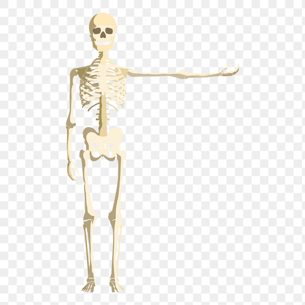 Skeleton  png sticker, transparent background. Free public domain CC0 image.