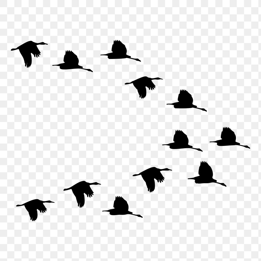 Png bird flock silhouette sticker, transparent background. Free public domain CC0 image.