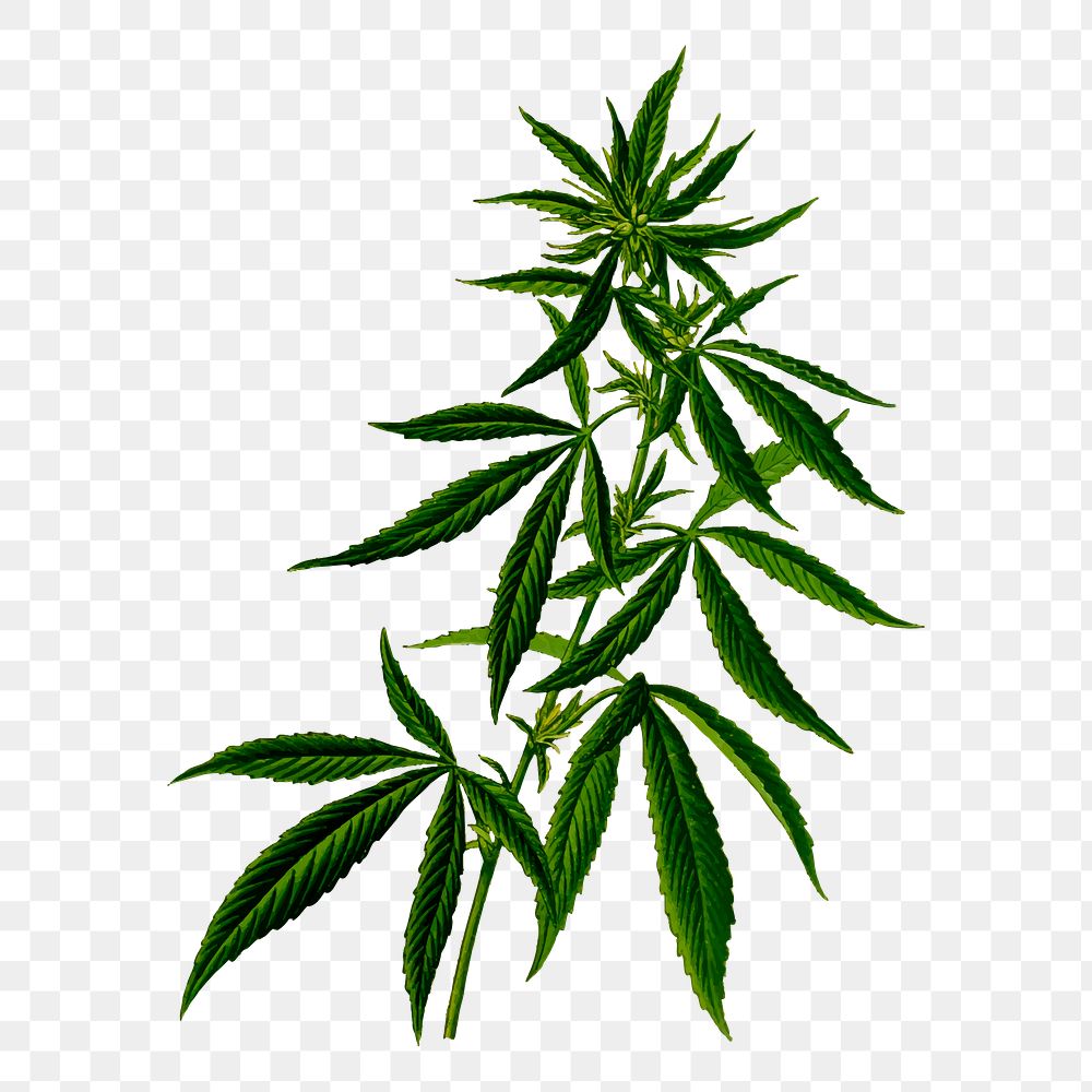 Cannabis png sticker, transparent background. Free public domain CC0 image.