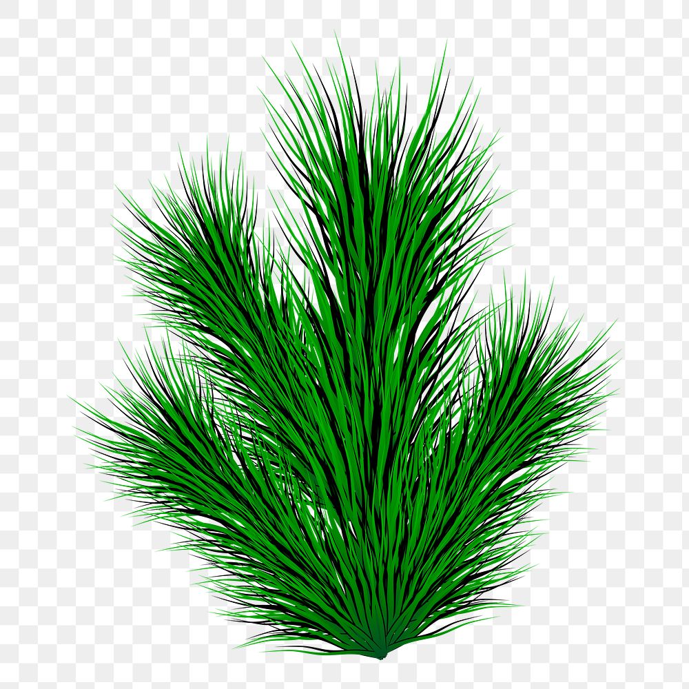 Pine leaf png sticker, transparent background. Free public domain CC0 image.