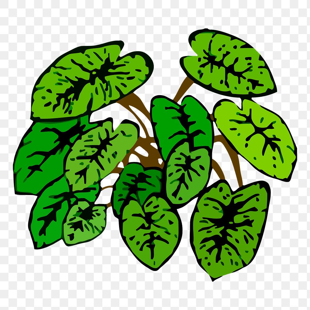Alocasia png sticker, botanical illustration, transparent background. Free public domain CC0 image