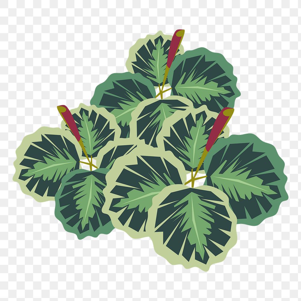 Calathea medallion png sticker house plant illustration, transparent background. Free public domain CC0 image.