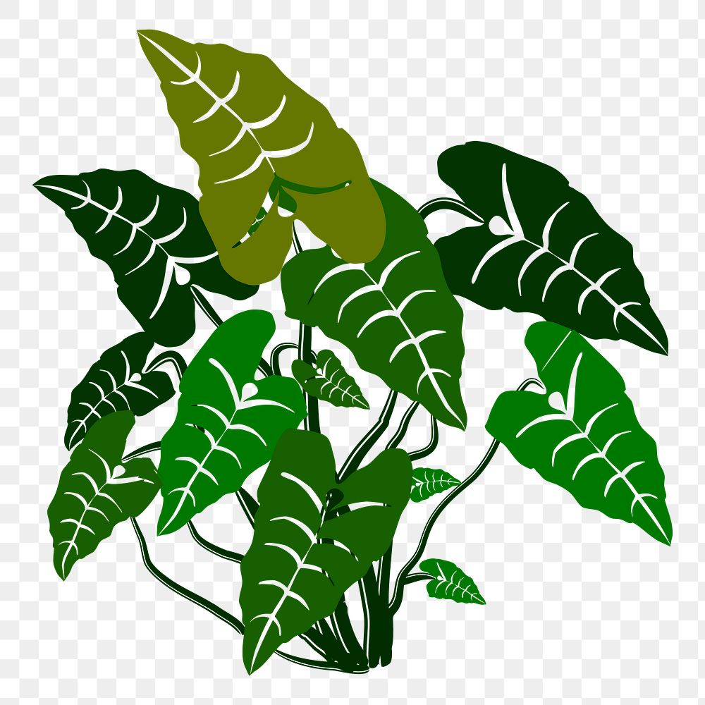 Elephant ear png sticker house plant illustration, transparent background. Free public domain CC0 image.