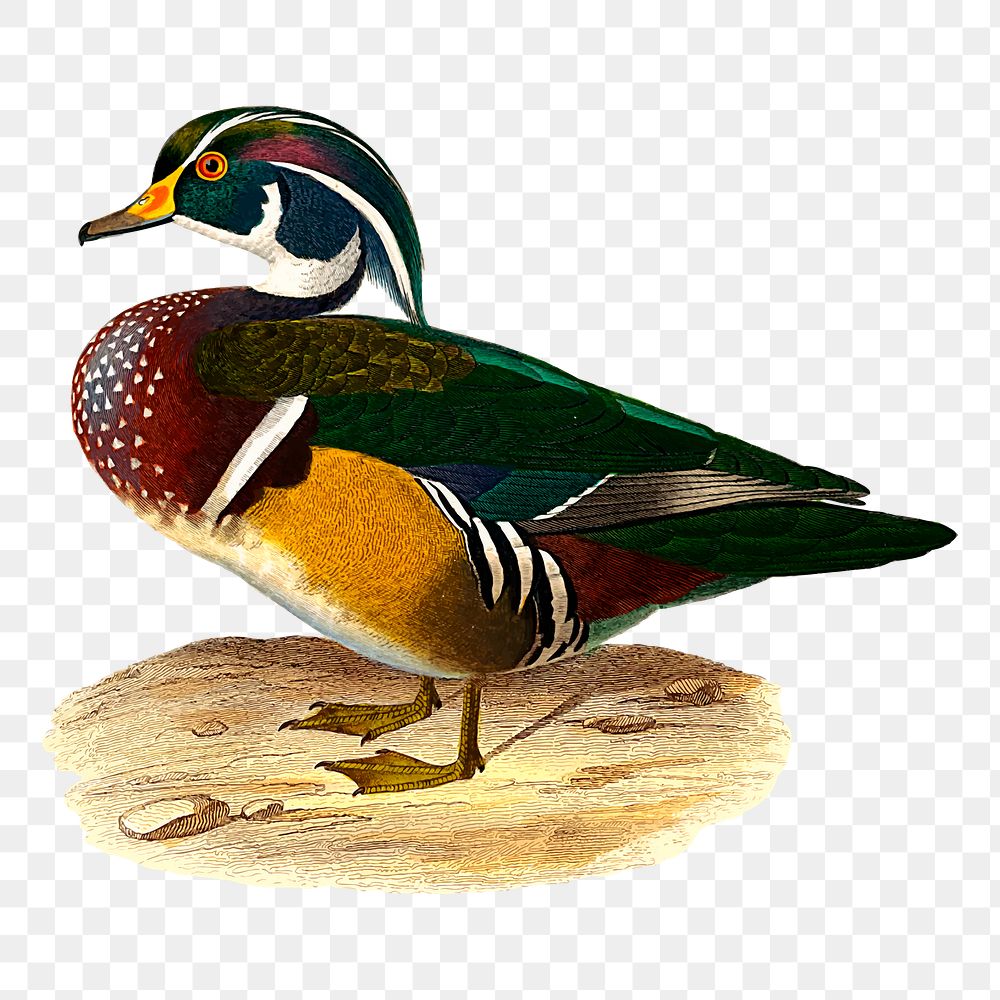 Carolina duck png sticker, transparent background. Free public domain CC0 image.