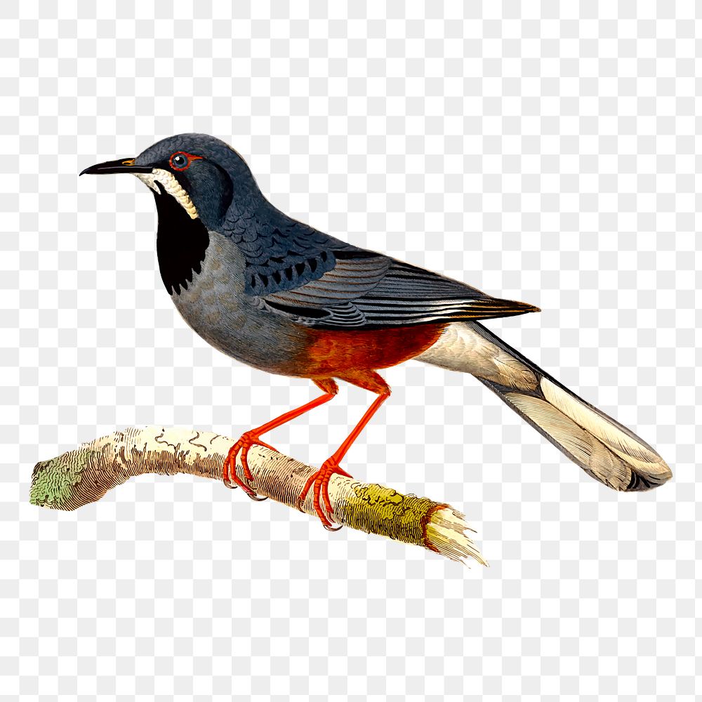 Png red-legged thrush bird  sticker, transparent background. Free public domain CC0 image.