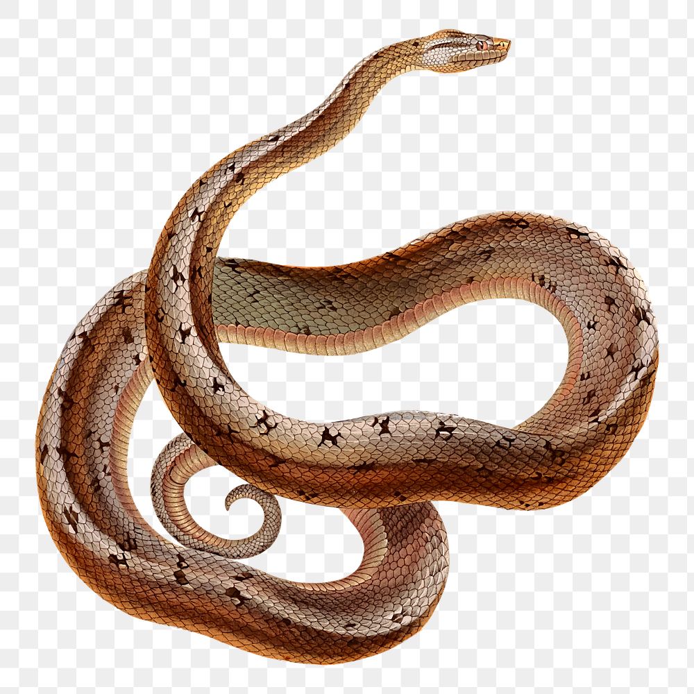 Boa snake png sticker, transparent background. Free public domain CC0 image.