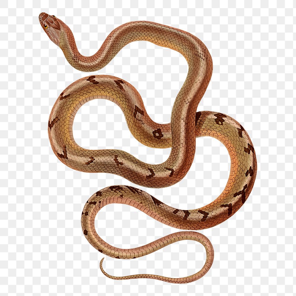 Cuban snake png sticker, transparent background. Free public domain CC0 image.
